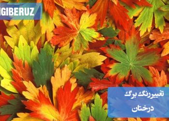 دلایل تغییر رنگ برگ درختان؛ بررسی تأثیر فصل، کمبود مواد مغذی، بیماری‌ها و شرایط محیطی بر رنگ برگ‌ها