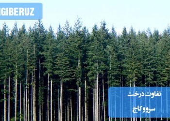 تفاوت درخت سرو و کاج؛ مقایسه رشد، مقاومت، شکل ظاهری و کاربردهای هر دو گونه در فضای سبز و باغبانی