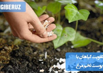 "تقویت گیاهان با پوست تخم مرغ از طریق افزایش کلسیم خاک و بهبود ساختار خاک برای رشد بهتر گیاهان."