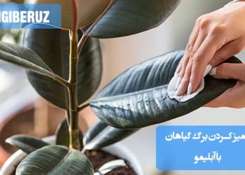 تمیز کردن برگ گیاهان با آبلیمو؛ روش طبیعی برای درخشان و پاک نگهداشتن برگها و حفظ سلامت گیاهان آپارتمانی