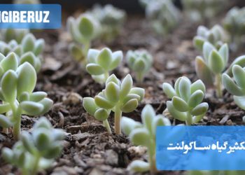 "روشهای ساده تکثیر گیاه ساکولنت با قلمه زدن و مراقبت راحت برای رشد بهتر."