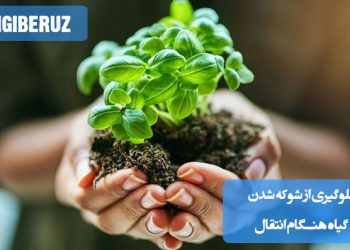 روشهای جلوگیری از شوکه شدن گیاه هنگام تعویض گلدان یا انتقال؛ کاهش استرس گیاه با آبیاری، نور و خاک مناسب
