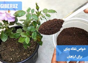 خواص تفاله چای برای گیاهان؛ کود طبیعی و تقویتکننده خاک، افزایش رشد ریشه و بهبود سلامت گیاهان خانگی و باغچهای