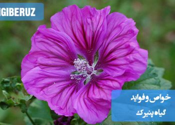نمایی از گیاه پنیرک؛ مقاله‌ای درباره کاربردها و درمان‌های سنتی