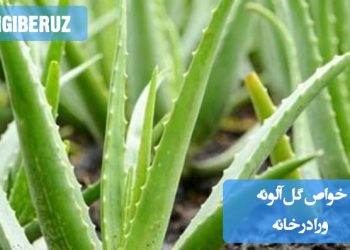 خواص گل آلوئه ورا برای پوست و هوا در منزل