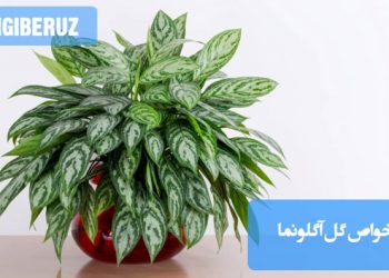 تصویری از گیاه آگلونما با برگ‌های سبز و سفید درخشان، به همراه شرح خواص این گیاه شامل تصفیه هوا، ایجاد محیطی آرام و بهبود کیفیت هوای داخل منزل، مناسب برای استفاده در فضاهای داخلی