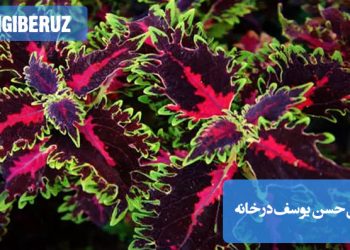 "خواص گل حسن یوسف در خانه: تصفیه هوا، افزایش رطوبت و زیبایی محیط داخلی"