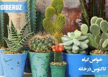 "خواص گیاه کاکتوس در خانه: تصفیه هوا، کاهش استرس و افزایش رطوبت محیط"