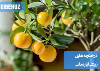درختچههای زینتی آپارتمانی مانند فیکوس، بنجامین و کراسولا با ظاهر شیک و برگهای همیشهسبز، زیبایی خاصی به دکور داخلی خانه میبخشند و برای نگهداری در فضای بسته مناسباند.