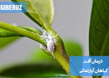 تصویری از گیاهان آپارتمانی مبتلا به آفات و روشهای درمانی برای مبارزه با آنها