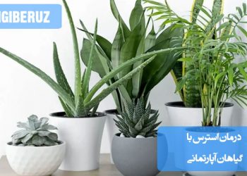 درمان استرس با گیاهان آپارتمانی مانند آلوئه‌ورا، اسطوخودوس و سرخس برای کاهش اضطراب و ایجاد محیط آرام در منزل.