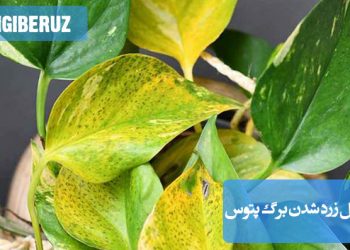 "دلایل زرد شدن برگ پتوس مثل آب زیاد یا کم، نور نامناسب و بیماریهای گیاه."