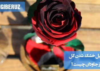 دلیل خشک شدن گل رز جاودان: بررسی عوامل مختلف مانند شرایط نگهداری نامناسب، رطوبت پایین، یا قرار گرفتن در معرض نور مستقیم که میتواند باعث خشک شدن گل رز جاودان شود.