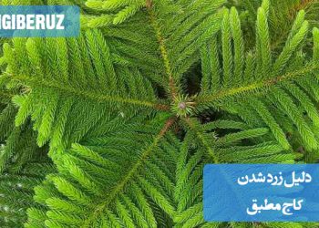 زرد شدن کاج مطبق می‌تواند ناشی از عواملی مانند آبیاری بیش از حد، کمبود نور، مشکلات خاک یا آفات باشد. بررسی دقیق شرایط رشد و اصلاح آن‌ها می‌تواند به بهبود وضعیت گیاه کمک کند