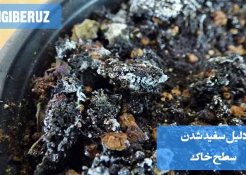 "دلیل سفید شدن سطح خاک گلدان به علت تجمع نمکها و مواد معدنی ناشی از آبیاری مکرر و تهویه ناکافی."