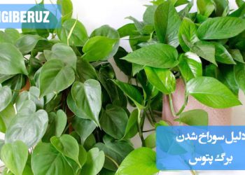 "علت سوراخ شدن برگ پتوس: آبیاری زیاد، کمبود نور، آفات (مثل کنه یا حشرات) یا بیماری قارچی. راه‌حل: تنظیم آبیاری، نور غیرمستقیم و سمپاشی ارگانیک."