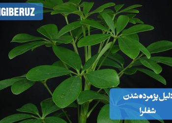 تصویر شفلرا با برگهای پژمرده و آسیبدیده، نشاندهنده علائم رایج پژمرده شدن این گیاه آپارتمانی به علت مشکلاتی همچون آبیاری بیش از حد، نور ناکافی یا بیماریها.