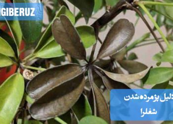 دلیل پژمرده شدن شفلرا ممکن است ناشی از آبیاری نادرست، نور کم، دمای نامناسب یا آفات باشد که بر سلامت این گیاه تأثیر میگذارد و نیاز به مراقبتهای ویژه برای اصلاح شرایط دارد