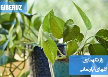 رازهای نگهداری گلهای آپارتمانی شامل انتخاب گیاه مناسب، فراهم کردن نور کافی، آبیاری منظم و استفاده از خاک با کیفیت برای رشد سالم و گلدهی بیشتر در محیط داخلی