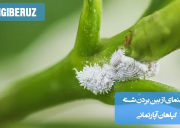 راهنمای از بین بردن شته گیاهان آپارتمانی با استفاده از روشهای طبیعی مانند اسپری صابون حشرهکش یا روغن neem برای محافظت از گیاهان.