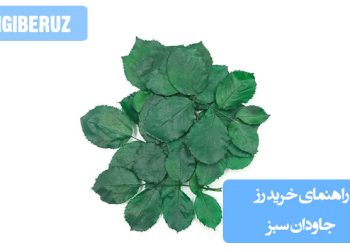 تصویری از رز جاودان سبز، با رنگی خاص و جذاب که مناسب برای هدیه یا تزئینات داخلی می‌باشد. این تصویر شامل ویژگی‌های ظاهری و ماندگاری طولانی این نوع گل است.
