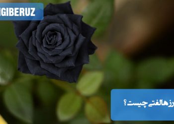 رز هالفتی چیست؛ معرفی ویژگی‌ها، کاربردها و نکات مراقبتی گل رز هالفتی در باغبانی و گل‌آرایی