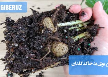 روش‌های طبیعی برای رفع بوی بد خاک گلدان با استفاده از زغال فعال، خاک تازه و تهویه مناسب برای گیاهان سالم.