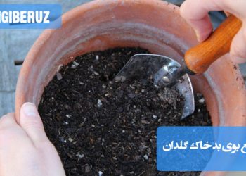 "رفع بوی بد خاک گلدان با روشهای طبیعی مثل تعویض خاک، تهویه مناسب و کنترل آبیاری گیاهان آپارتمانی"