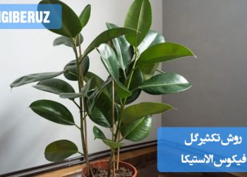 آموزش مرحله‌ به‌ مرحله تکثیر فیکوس الاستیکا