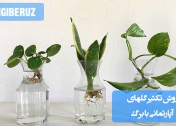 نمای نزدیک از برگ یک گیاه آپارتمانی که در حال ریشه‌زایی در آب یا خاک است، به‌عنوان نمونه‌ای از روش تکثیر گل‌های آپارتمانی از طریق قلمه برگ