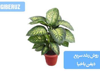 تصویری از گیاه دیفن باخیا با برگ‌های سبز بزرگ و براق، همراه با نکات و روش‌های موثر برای رشد سریع این گیاه، شامل شرایط نور، آبیاری، تغذیه و نکات مراقبتی برای حفظ شادابی و رشد سریع دیفن باخیا در خانه