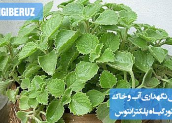 "روش نگهداری گیاه پلکترانتوس: آبیاری منظم، خاک سبک و زهکشیشده، و نور غیرمستقیم برای رشد سالم"