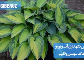 "روش نگهداری سوسن پلاتینی: خاک مرطوب و زهکشی‌شده، نور غیرمستقیم و آبیاری منظم برای رشد بهتر"