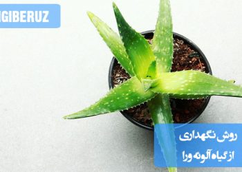 راهنمای تصویری برای نگهداری صحیح از گیاه آلوئه‌ورا در منزل، شامل شرایط نور، آبیاری و مراقبت‌های مورد نیاز برای رشد بهینه آن
