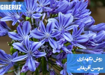 آموزش کامل نگهداری از گل سوسن آفریقایی شامل نیازهای نور، خاک، آبیاری و شرایط محیطی برای رشد بهینه و زیبایی بیشتر. راهنمای جامع مراقبت از سوسن آفریقایی برای گلخانهها و محیطهای آپارتمانی.