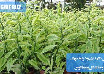 "روش نگهداری گل پدیلانتوس: آبیاری منظم، خاک سبک و زهکشیشده، و نور غیرمستقیم برای رشد بهینه"