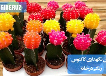 نحوه مراقبت از کاکتوسهای رنگی در فضای داخلی خانه | کاکتوس رنگی در گلدان کوچک مناسب برای دکوراسیون منزل