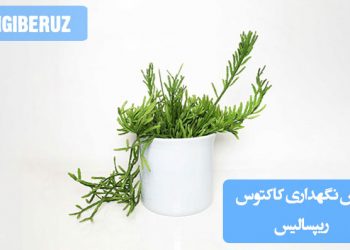 "نحوه نگهداری کاکتوس ریپسالیس شامل نیاز به نور غیرمستقیم، آبیاری کم و دمای معتدل برای رشد این گیاه کاکتوسی خاص و مقاوم در محیط‌های داخلی