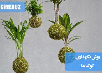 تصویری از کوکداما، گیاهی با ریشههای آویزان در توپ خاکی، همراه با نکات نگهداری شامل آبیاری، نور و شرایط محیطی مناسب برای حفظ سلامت این گیاه منحصر به فرد