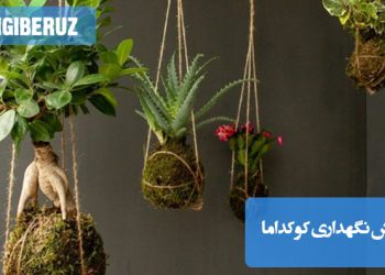 تصویری از کوکداما، گیاهی با ریشههای آویزان در یک توپ خاکی، همراه با نکات نگهداری شامل آبیاری، نور و شرایط محیطی مناسب برای حفظ سلامت این گیاه منحصر به فرد