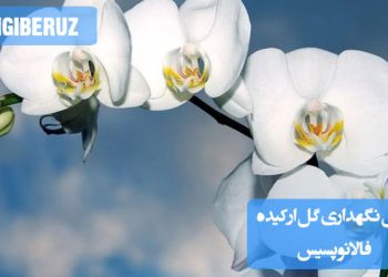 تصویری از گل ارکیده فالانوپسیس با نکات نگهداری شامل شرایط نوری، آبیاری، و دمای مناسب برای رشد و شکوفایی این گل زیبا و ظریف در محیطهای داخلی