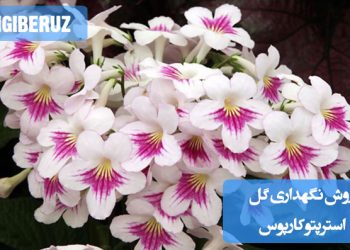 روش نگهداری گل استرپتوکارپوس شامل نیاز به نور غیرمستقیم، آبیاری منظم، رطوبت بالا، خاک غنی با زهکشی خوب و دمای معتدل برای رشد سالم و گلدهی مداوم این گیاه زینتی در محیط‌های داخلی