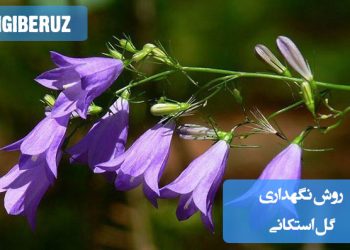 تصویری از گل استکانی با نکات نگهداری شامل شرایط نور، آبیاری و دمای مناسب برای رشد سالم و شکوفایی این گیاه جذاب و دکوری