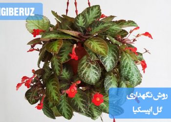 راهنمای نگهداری گل اپیسکیا شامل نحوه آبیاری، نور مناسب، دما و رطوبت برای رشد بهینه این گیاه زینتی و گل‌دهی مستمر در محیط‌های داخلی