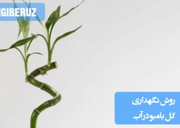 "روش نگهداری گل بامبو در آب: تغییر آب به طور منظم، استفاده از آب بدون املاح و قرار دادن در نور غیرمستقیم"