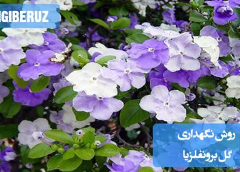 روش نگهداری گل برونفلزیا شامل نیاز به نور غیرمستقیم، آبیاری منظم، رطوبت کافی و دمای مناسب برای رشد این گل زیبا و مقاوم در محیط داخلی