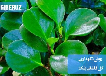 گلدان گل قاشقی بلک با برگهای ضخیم، قلبیشکل و سبز تیره براق، قرار گرفته در فضای روشن داخل منزل؛ نمادی از گیاه مقاوم آپارتمانی با نیاز نوری متوسط و آبیاری منظم.