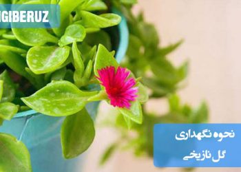 روش نگهداری گل ناز یخی با شرایط مناسب نور، آبیاری ملایم و خاک خشک برای رشد بهتر و طولانی‌تر گیاه.