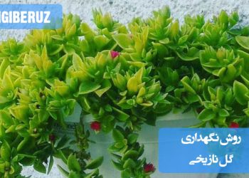 روش نگهداری گل ناز یخی؛ نکات آبیاری، نور مناسب و مراقبت برای حفظ شادابی و رشد سالم این گل زیبا