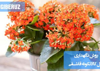 "روش نگهداری گل کالانکوئه قاشقی: آبیاری کم، خاک خشک و نور غیرمستقیم برای رشد سالم"